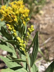 Solidago elongata