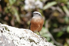 Ochthoeca oenanthoides