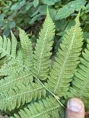 Dryopteris goldieana
