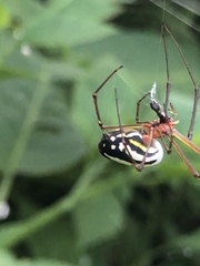 Leucauge argyra