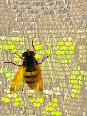 Volucella inanis