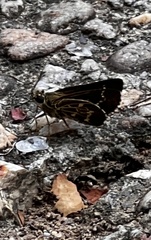 Amblyscirtes aesculapius