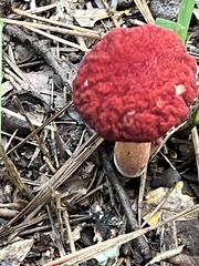 Baorangia bicolor