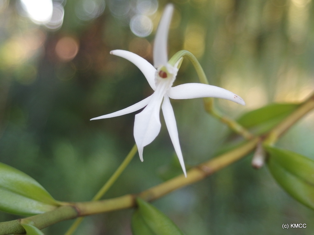 Jumellea stenoglossa