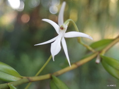Jumellea stenoglossa