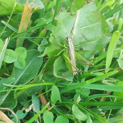 Roeseliana roeselii
