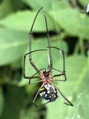 Leucauge argyra