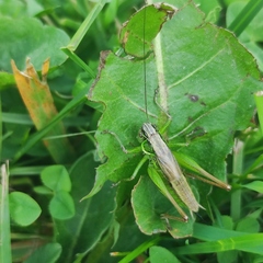 Roeseliana roeselii