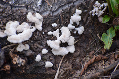 Schizophyllum