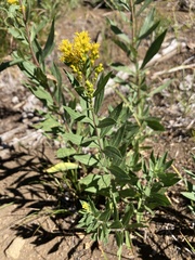Solidago elongata