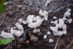 Schizophyllum