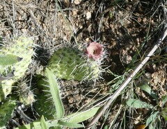 Opuntia