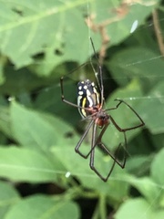 Leucauge argyra