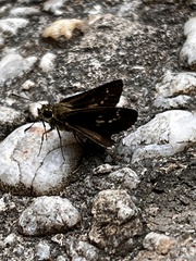 Amblyscirtes aesculapius