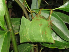 Oecophylla smaragdina