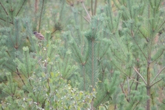 Saxicola rubicola