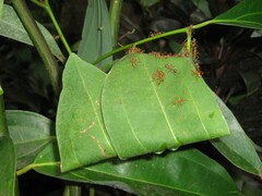 Oecophylla smaragdina