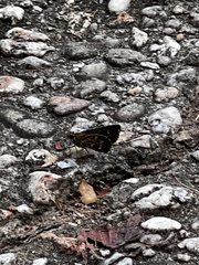 Amblyscirtes aesculapius