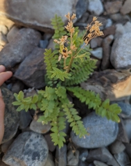 Polemonium pulcherrimum