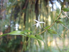 Jumellea stenoglossa