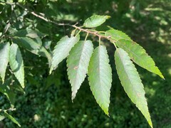 Zelkova serrata