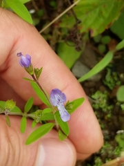 Trichostema dichotomum
