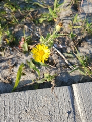 Heterotheca subaxillaris