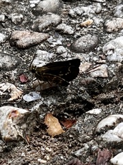 Amblyscirtes aesculapius