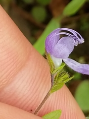 Trichostema dichotomum