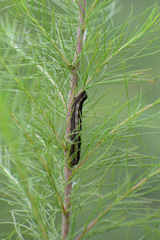 Spodoptera ornithogalli
