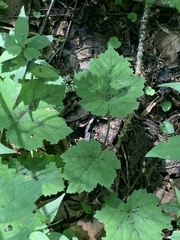 Tiarella