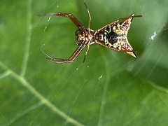 Micrathena sagittata