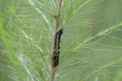 Spodoptera ornithogalli