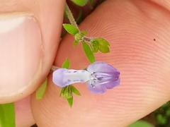 Trichostema dichotomum