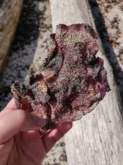 Chondracanthus exasperatus