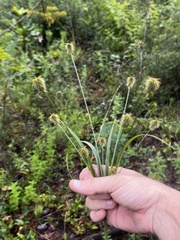Cyperus plukenetii