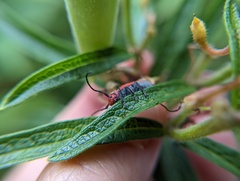 Tetraopes tetrophthalmus