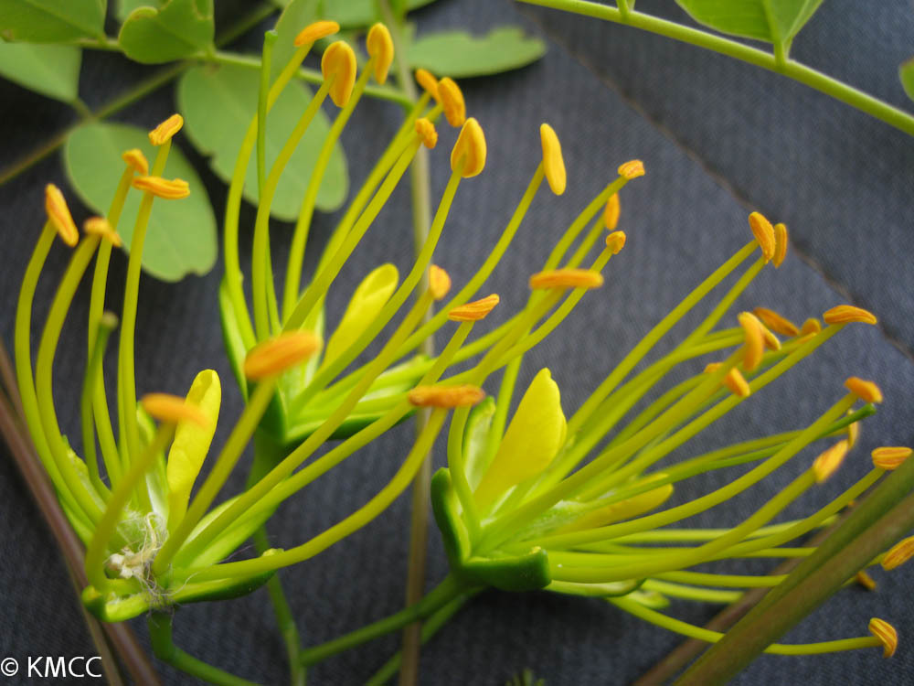 Delonix floribunda (Baill.) Capuron