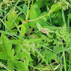 Scotopteryx chenopodiata