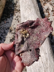 Chondracanthus exasperatus