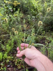 Cyperus plukenetii