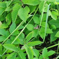 Scotopteryx chenopodiata