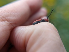 Tetraopes tetrophthalmus