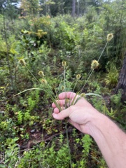 Cyperus plukenetii