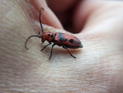 Tetraopes tetrophthalmus