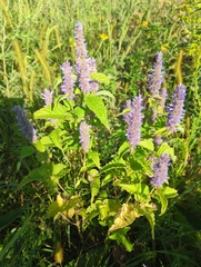 Agastache