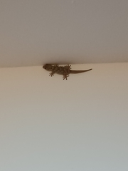 Tarentola mauritanica