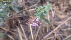 Thymus praecox britannicus