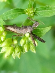 Harpactorini