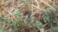Thymus praecox britannicus